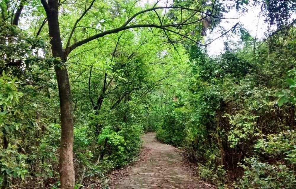 Bethuadahari Foreset